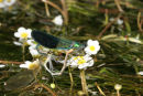 8623 Male and Female "Dark Winged" Demoiselle (Calopteryx splendens xanthostoma) Mating.